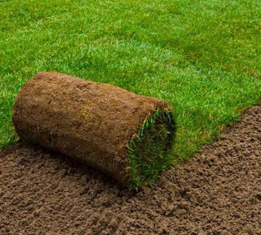 მარადმწვანე დეკორატიული ბალახი კოინდარი (Cyperus) – ბაღის გამწვანებისთვის