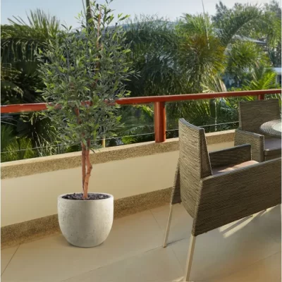 ზეთისხილი-Olea Europaea Copa - Image 4