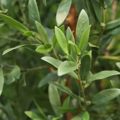 ზეთისხილი-Olea Europaea Copa - Image 5