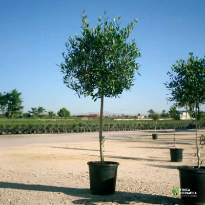 ზეთისხილი-Olea Europaea Copa