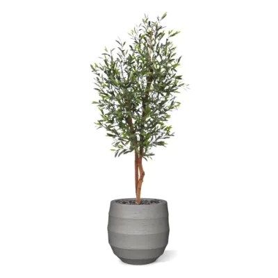 ზეთისხილი-Olea Europaea Copa - Image 2