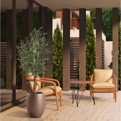 ზეთისხილი-Olea Europaea Copa - Image 3
