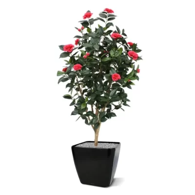კამელია იაპონიკა-Camelia Japonica