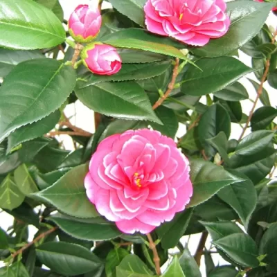 კამელია იაპონიკა-Camelia Japonica - Image 2
