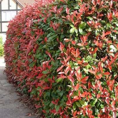 Photinia fraseri დეკორატიული მცენარე ბაღისთვის, მწვანე და წითელი ფოთლებით