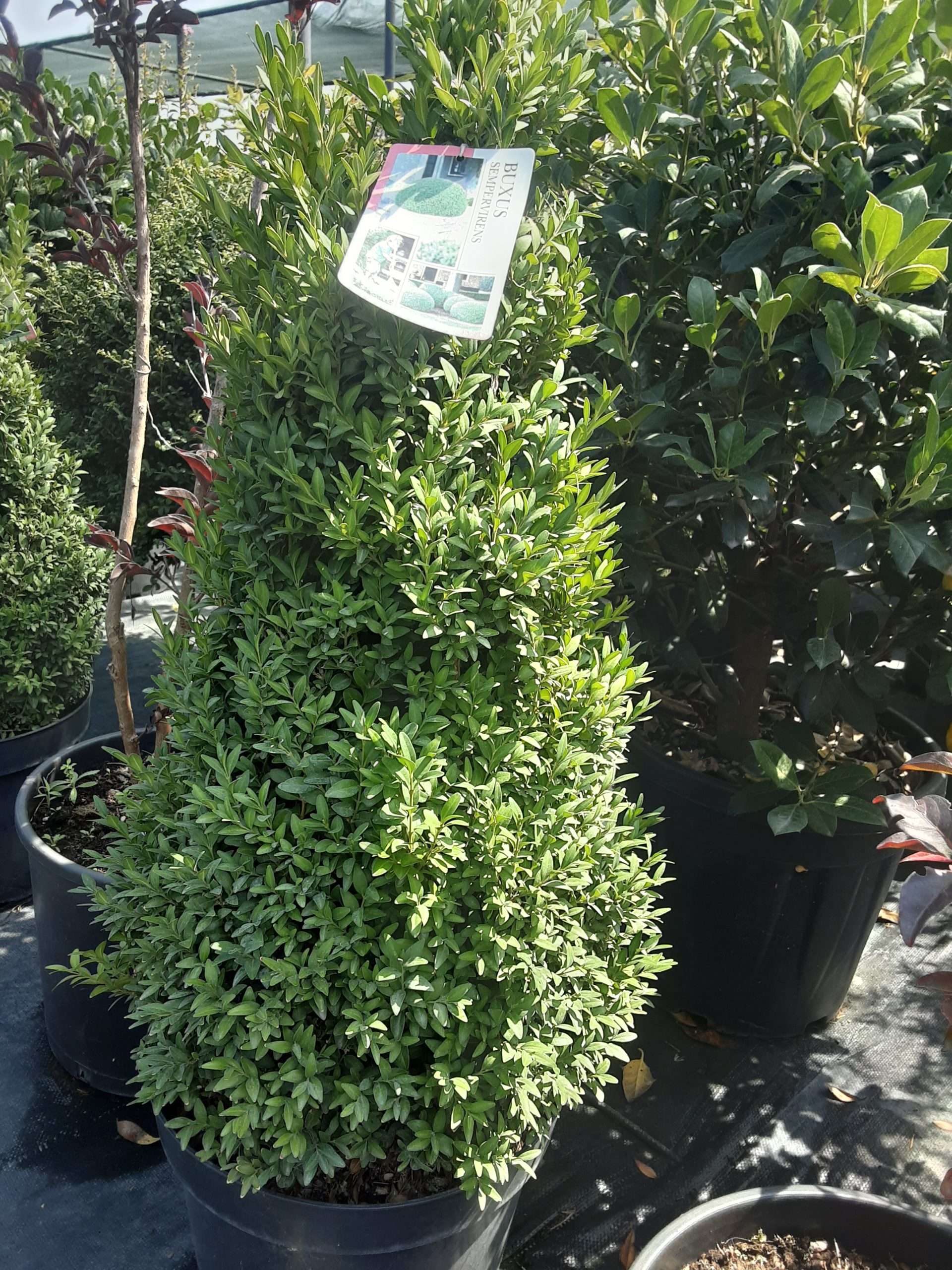 ბზა პირამიდა ბაღში – მარადმწვანე დეკორატიული ბუჩქი პირამიდული ფორმით