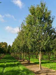 Acer campestre Anny’s Globe - გლობუსის ფორმის კომპაქტური ნერგი