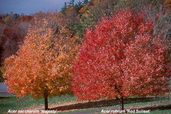 Acer rubrum October Glory - შემოდგომის წითელი ფოთლები