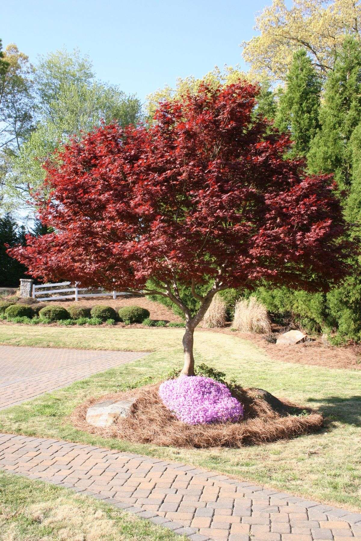 Acer palmatum Bloodgood - იაპონური ნეკერჩხალი წითელი ფოთლებით
