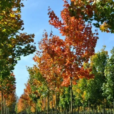 Acer platanoides ნორვეგიული ნეკერჩხალი ბაღში