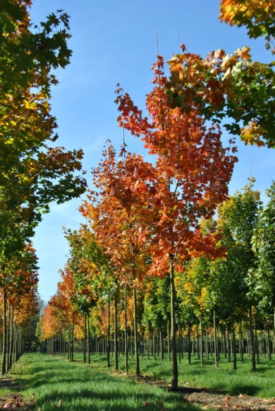 Acer platanoides ნორვეგიული ნეკერჩხალი ბაღში